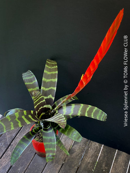 Bromelia Vriesea Splenriet, flaming sword, organically grown tropical plants for sale at TOMs FLOWer CLUB.