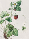 Wild Strawberry - Fragaria Vesca, Wald-Erdbeere, Print after watercolour by Elsa M. Felsko, 1954 in real wood frame, 22.5 x 21cm, behind glass, Druck, Grafika, coloured etching on paper, art for sale, TOMs FLOWer CLUB, TOMas Rodak, floral, antique, floral art.