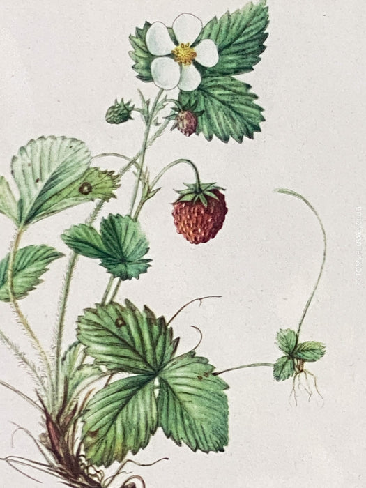 Wild Strawberry - Fragaria Vesca, Wald-Erdbeere, Print after watercolour by Elsa M. Felsko, 1954 in real wood frame, 22.5 x 21cm, behind glass, Druck, Grafika, coloured etching on paper, art for sale, TOMs FLOWer CLUB, TOMas Rodak, floral, antique, floral art.