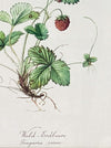 Wild Strawberry - Fragaria Vesca, Wald-Erdbeere, Print after watercolour by Elsa M. Felsko, 1954 in real wood frame, 22.5 x 21cm, behind glass, Druck, Grafika, coloured etching on paper, art for sale, TOMs FLOWer CLUB, TOMas Rodak, floral, antique, floral art.