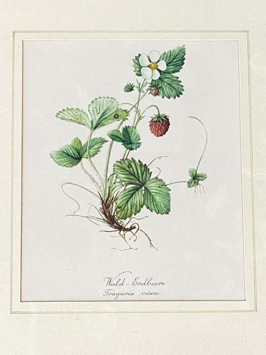 Wild Strawberry - Fragaria Vesca, Wald-Erdbeere, Print after watercolour by Elsa M. Felsko, 1954 in real wood frame, 22.5 x 21cm, behind glass, Druck, Grafika, coloured etching on paper, art for sale, TOMs FLOWer CLUB, TOMas Rodak, floral, antique, floral art.