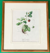 Wild Strawberry - Fragaria Vesca, Wald-Erdbeere, Print after watercolour by Elsa M. Felsko, 1954 in real wood frame, 22.5 x 21cm, behind glass, Druck, Grafika, coloured etching on paper, art for sale, TOMs FLOWer CLUB, TOMas Rodak, floral, antique, floral art.