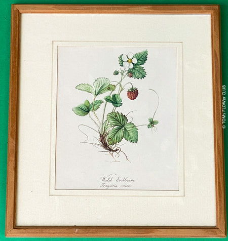 Wild Strawberry - Fragaria Vesca, Wald-Erdbeere, Print after watercolour by Elsa M. Felsko, 1954 in real wood frame, 22.5 x 21cm, behind glass, Druck, Grafika, coloured etching on paper, art for sale, TOMs FLOWer CLUB, TOMas Rodak, floral, antique, floral art.