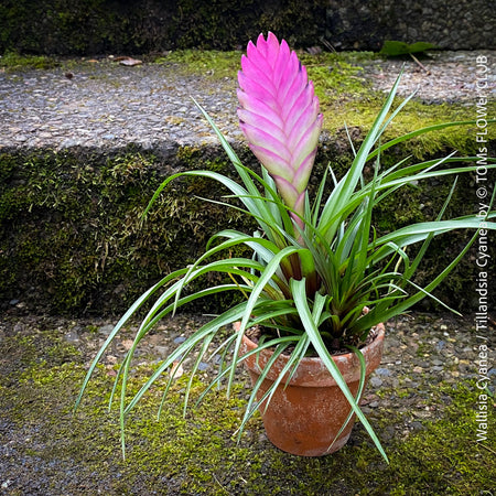 TILLANDSIA | Organically grown air plants for sale | TOMs FLOWer