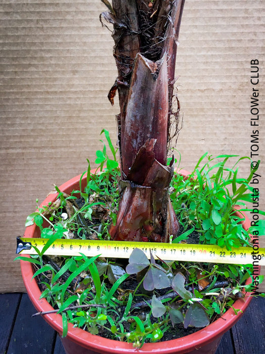 Washingtonia robusta palm tree, Californian Fan Palm, organically grown plants for sale at TOMs FLOWer CLUB