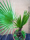 Washingtonia robusta palm tree, Californian Fan Palm, organically grown plants for sale at TOMs FLOWer CLUB