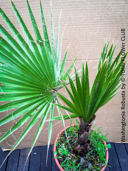 Washingtonia robusta palm tree, Californian Fan Palm, organically grown plants for sale at TOMs FLOWer CLUB