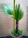 Washingtonia robusta palm tree, Californian Fan Palm, organically grown plants for sale at TOMs FLOWer CLUB
