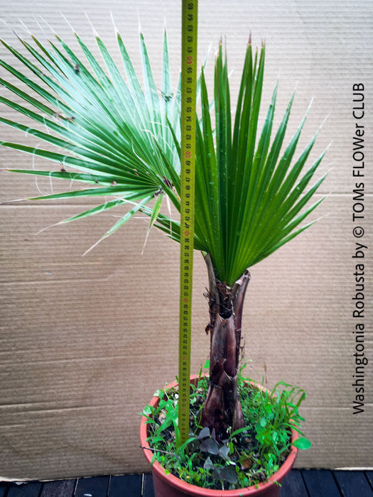 Washingtonia robusta palm tree, Californian Fan Palm, organically grown plants for sale at TOMs FLOWer CLUB