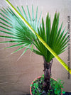Washingtonia robusta palm tree, Californian Fan Palm, organically grown plants for sale at TOMs FLOWer CLUB