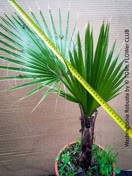 Washingtonia robusta palm tree, Californian Fan Palm, organically grown plants for sale at TOMs FLOWer CLUB