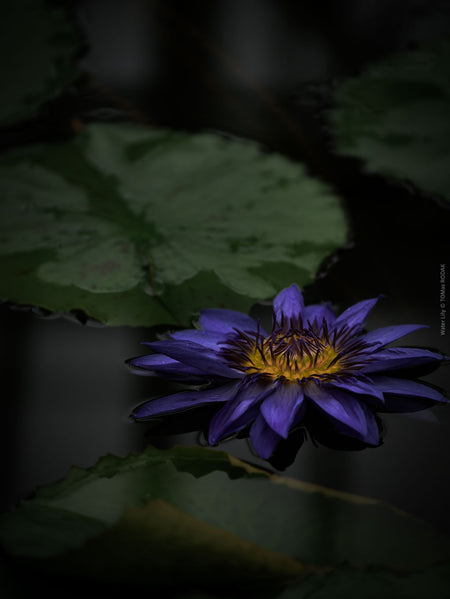 Water lily reflection at night captured by Swiss Hasselblad photographer TOMas Rodak - fine art print for sale as limited edition at TOMs FLOWer CLUB.