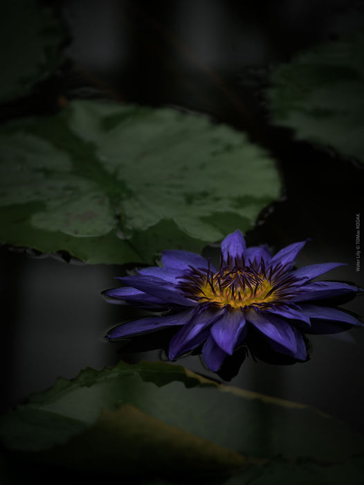 Water lily reflection at night captured by Swiss Hasselblad photographer TOMas Rodak - fine art print for sale as limited edition at TOMs FLOWer CLUB.