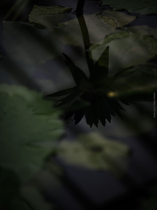 Tranquil violet water lily still life photographed with a Hasselblad camera by TOMas Rodak, available as high-quality limited edition art print online.