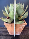 Agave Potatorum Verschaffeltii, sun loving succulent plants for sale by TOMsFLOWer CLUB.