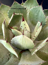 Agave Potatorum Verschaffeltii, sun loving succulent plants for sale by TOMsFLOWer CLUB.