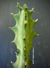 Euphorbia Trigona, organically grown succulent plants for sale at TOMsFLOWer CLUB.