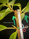 Ficus Altissima Aurea Variegata, cutting, Steckling, Stecklinge, cuttings, organically grown plants for sale at TOMsFLOWer CLUB.