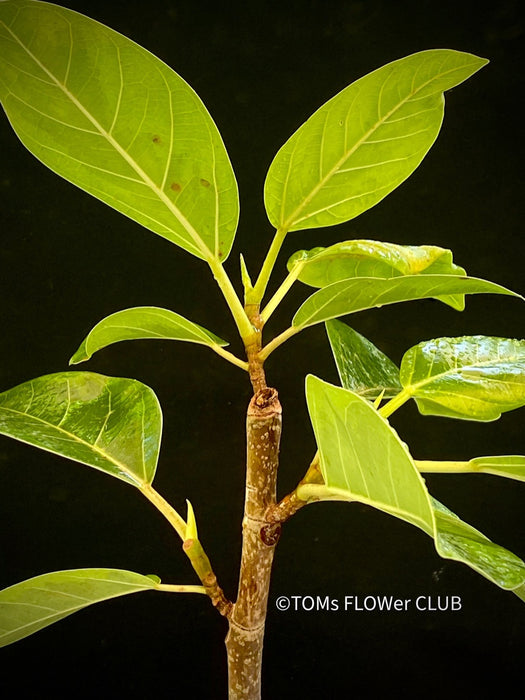 Ficus Altissima Aurea Variegata, cutting, Steckling, Stecklinge, cuttings, organically grown plants for sale at TOMsFLOWer CLUB.
