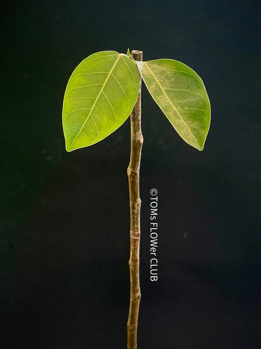 Ficus Altissima Aurea Variegata - CUTTING