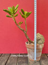 Crassula Ovata, Geldbaum, bonsai tree, organically grown succulent plants for sale at TOMsFLOWer CLUB.