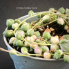 Senecio Rowleya, string of pearls, ALBO-VERIEGATA, Perlenkette, organically grown plants for sale at TOMs FLOWer CLUB.