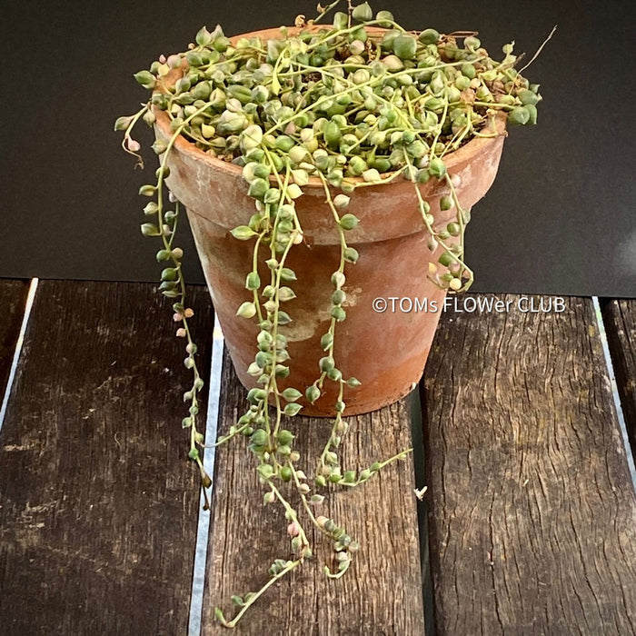 Senecio Rowleya, string of pearls, ALBO-VERIEGATA, Perlenkette, organically grown plants for sale at TOMs FLOWer CLUB.