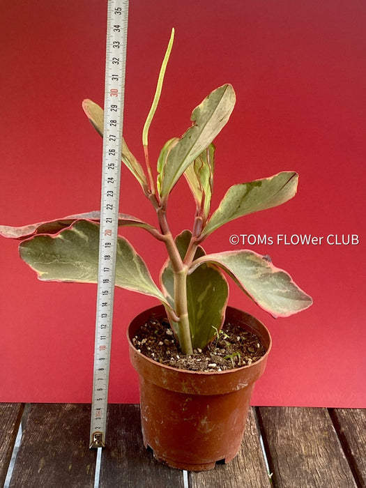Peperomia Clusiifolia, Red Edge Peperomia, Rainbow Peperomia, organically grown succulent plants for sale at TOMsFLOWer CLUB.