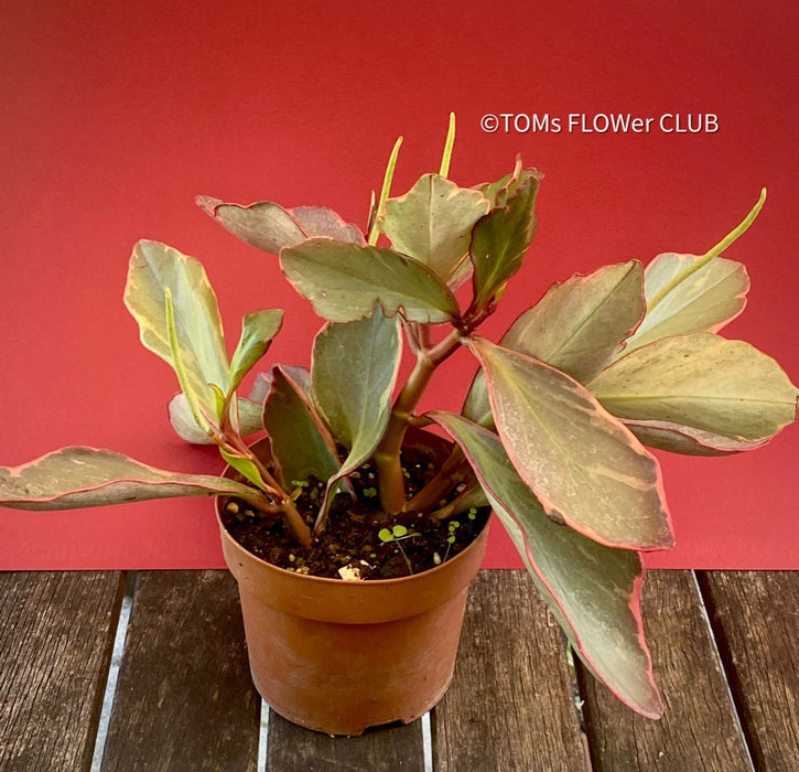 Peperomia Clusiifolia, Red Edge Peperomia, Rainbow Peperomia, organically grown succulent plants for sale at TOMsFLOWer CLUB.