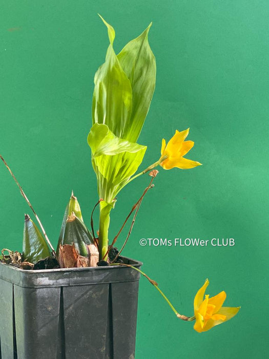 Lycaste Aromatica, yellow flowering orchid, organically grown tropical plants for sale at TOMsFLOWer CLUB.