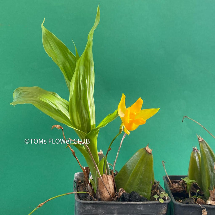 Lycaste Aromatica, yellow flowering orchid, organically grown tropical plants for sale at TOMsFLOWer CLUB.