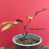 Leea Coccinea Burgundy, organically grown tropical plants for sale at TOMsFLOWer CLUB.