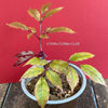 Leea Coccinea Burgundy, organically grown tropical plants for sale at TOMsFLOWer CLUB.