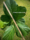 Ficus Lyrata, organically grown plants for sale at TOMsFLOWer CLUB.