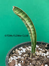 Sansevieria Stuckyi, organically grown succulent plants for sale at TOMsFLOWer CLUB.