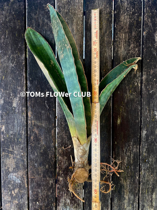Sansevieria Humiflora Ficizola crossing Zimbabwe R1881, organically grown succulent sansevieria plants for sale at TOMs FLOWer CLUB. 