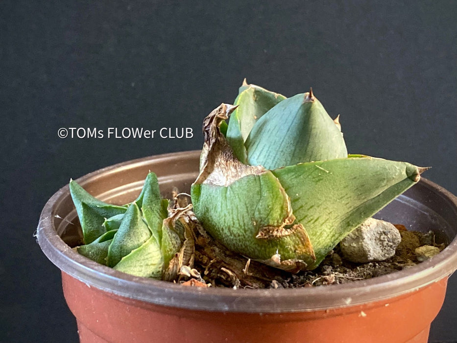 Agave Pumila sun loving succulent plant for sale at TOMsFLOWer CLUB