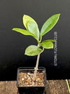 Hoya Australis, organically grown tropical hoya plants for sale at TOMsFLOWer CLUB.