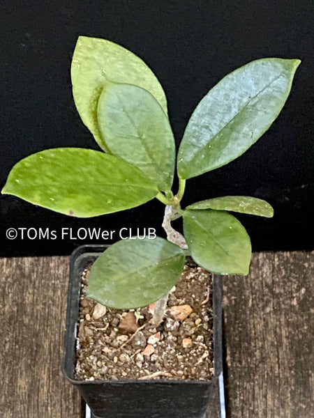 Hoya Australis, organically grown tropical hoya plants for sale at TOMsFLOWer CLUB.