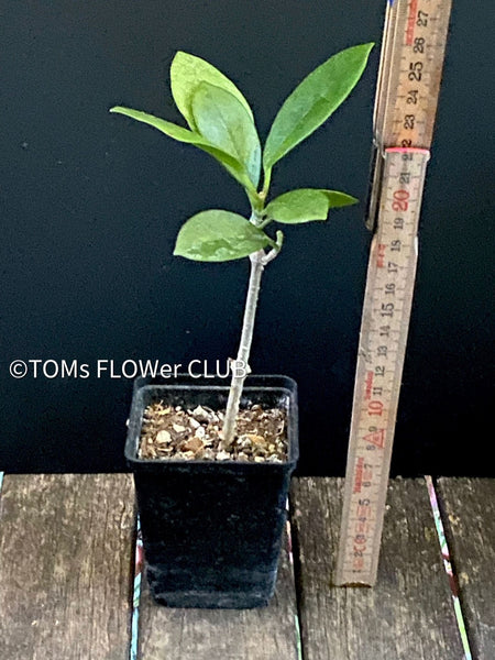 Hoya Australis, organically grown tropical hoya plants for sale at TOMsFLOWer CLUB.