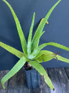 Aloe Vera, organically grown succulent plants for sale at TOMs FLOWer CLUB., sunburn, Sonnenbrand Hilfe, Sonnenbrandschutz, Biopflanzen, UV-Faktor, Sonnenschutz, medical plant, Heilpflanze