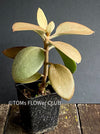 Kalanchoe orgyalis, organically grown succulent plants for sale at TOMsFLOWer CLUB.