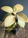 Kalanchoe orgyalis, organically grown succulent plants for sale at TOMsFLOWer CLUB.