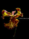Psychopsis Mariposa var. Trilabelo, yellow flowering orchid, organically grown tropical plants for sale at TOMsFLOWer CLUB