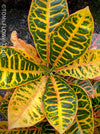 Codiaeum variegatum / Croton in Claypot, organically grown tropical plants for sale at TOMsFLOWer CLUB.