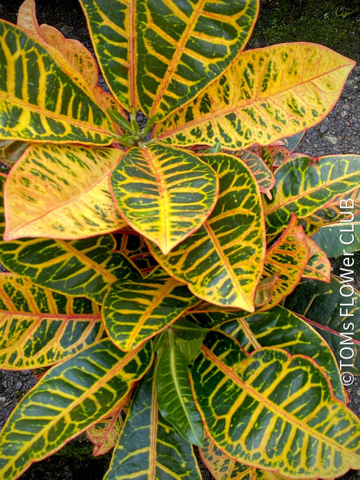 Codiaeum variegatum / Croton in Claypot, organically grown tropical plants for sale at TOMsFLOWer CLUB.