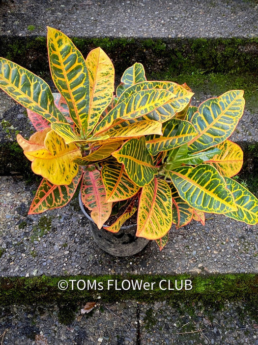 Codiaeum variegatum / Croton in Claypot, organically grown tropical plants for sale at TOMsFLOWer CLUB.