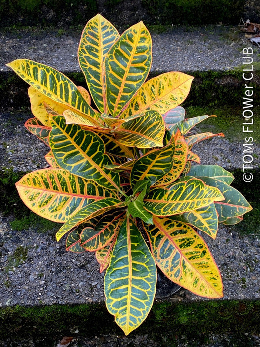 Codiaeum variegatum / Croton in Claypot, organically grown tropical plants for sale at TOMsFLOWer CLUB.