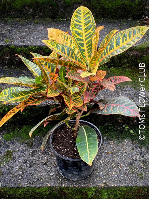 Codiaeum variegatum / Croton in Claypot, organically grown tropical plants for sale at TOMsFLOWer CLUB.