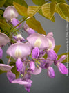 Wisteria Brachybotrys Okayama for sale at TOMs FLOWer CLUB.